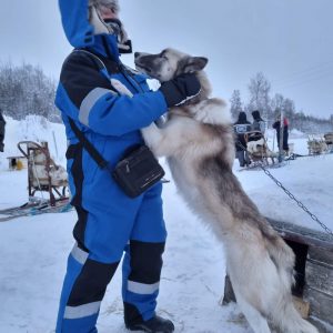 Dog Sledding at camp Artic Lyngen